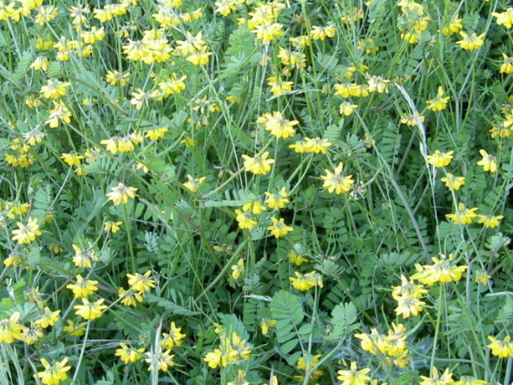 Securigera securidaca (Fabaceae)